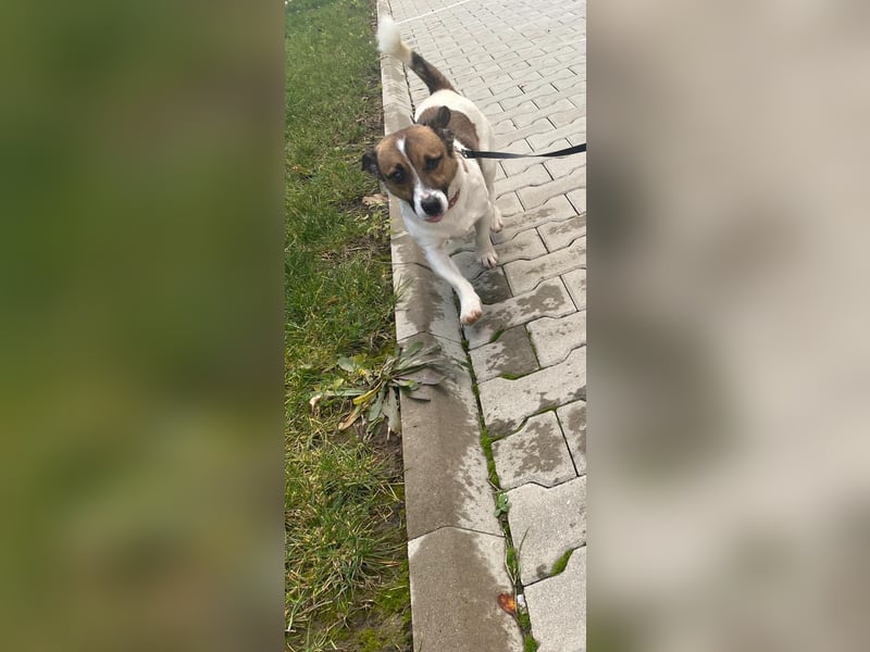 Aktiver COOPER sucht sein Für-immer-Zuhause!