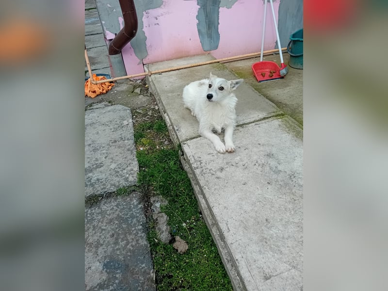 Kleine, weiße FLOCKE sucht ihr Glück!