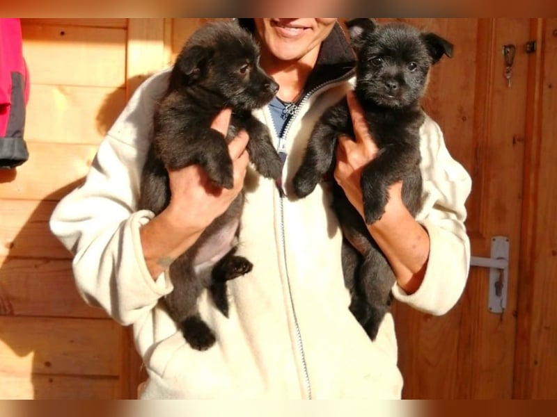 Welpendame CHAI braucht ein warmes Körbchen...