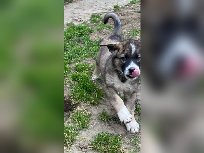 Welpe BENJI sucht sein Körbchen