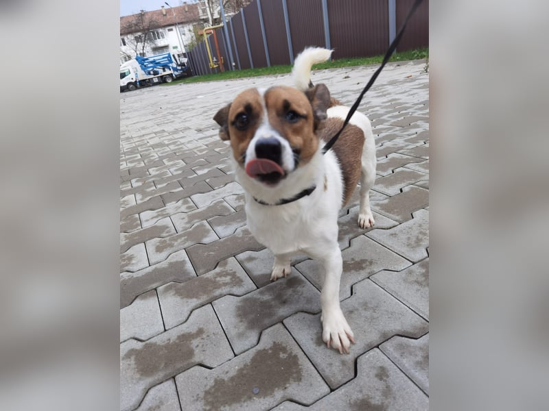 Aktiver COOPER sucht sein Für-immer-Zuhause!