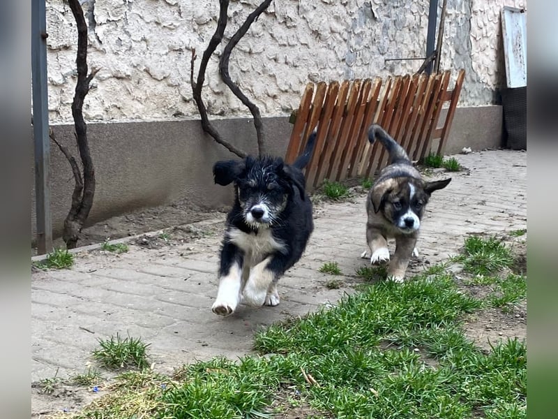 Welpe LINO sucht sein Körbchen!