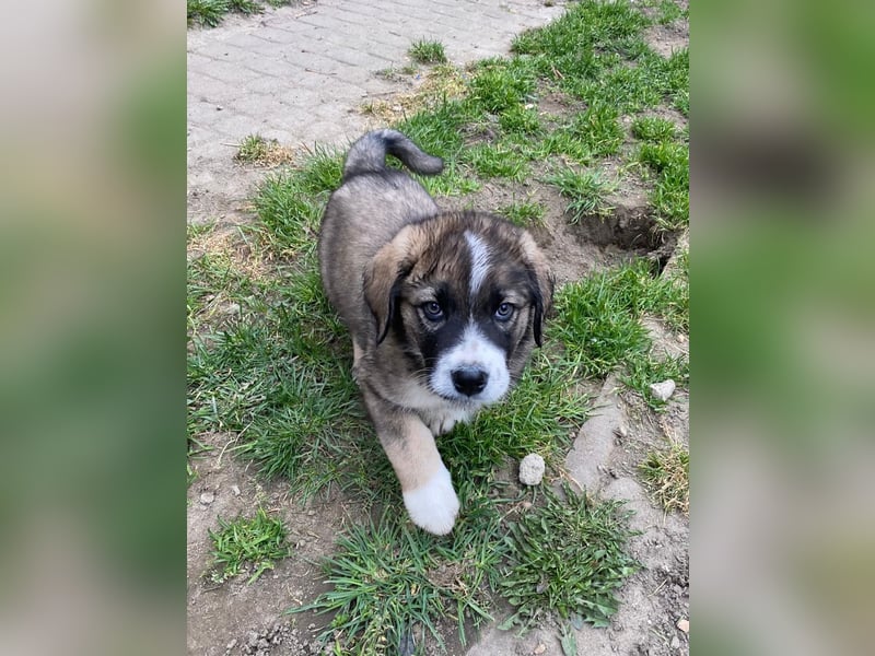 Welpe BENJI sucht sein Körbchen