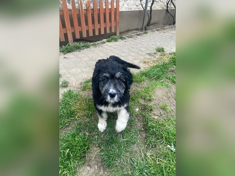 Welpendame LOLLY sucht ihr Körbchen