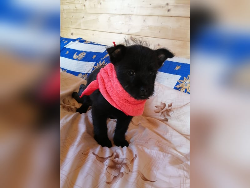 Welpendame CHAI braucht ein warmes Körbchen...