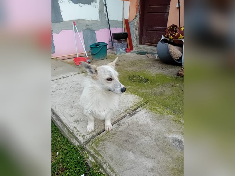 Kleine, weiße FLOCKE sucht ihr Glück!