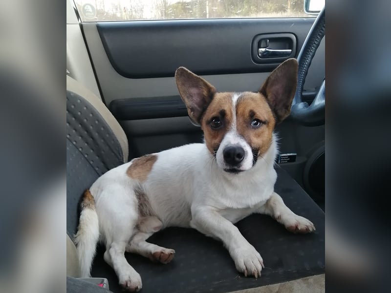 Aktiver COOPER sucht sein Für-immer-Zuhause!