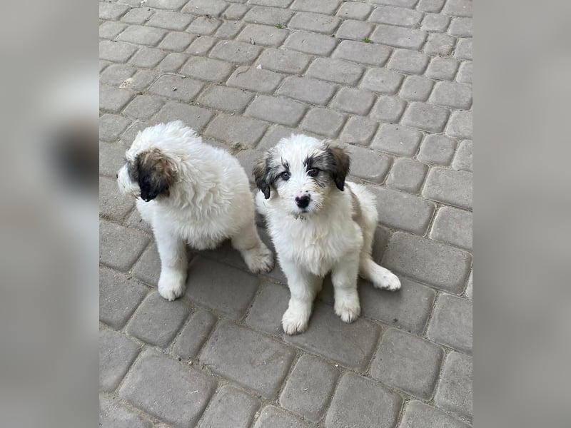 Welpendame SUNNY sucht ihr Körbchen!