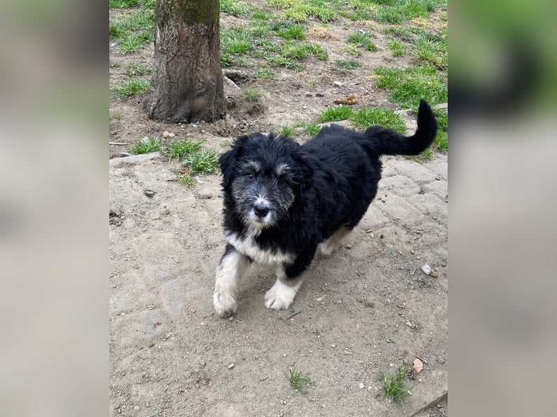 Welpendame LOLLY sucht ihr Körbchen