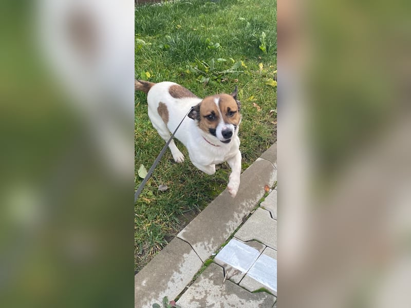 Aktiver COOPER sucht sein Für-immer-Zuhause!