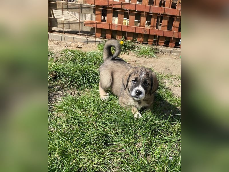 Welpe BENJI sucht sein Körbchen