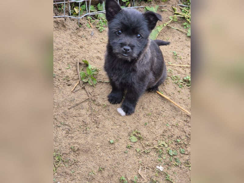 Welpendame CHAI braucht ein warmes Körbchen...
