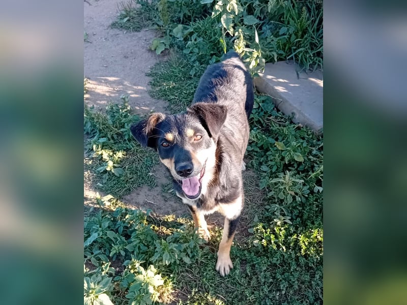 STELA, unser Stern im Shelter wünscht sich eine Familie!