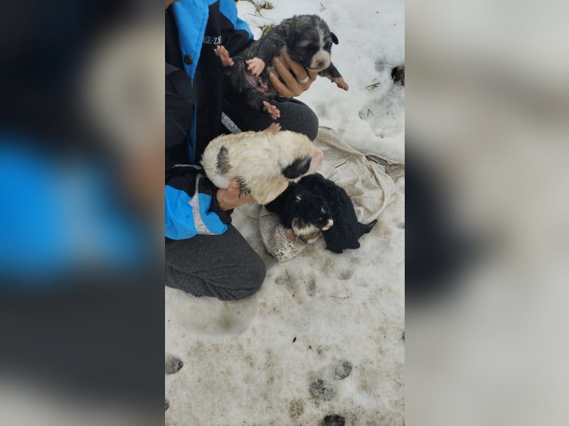 Welpe LINO sucht sein Körbchen!