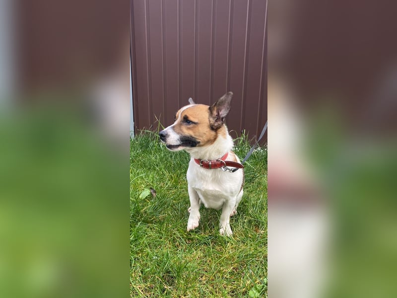 Aktiver COOPER sucht sein Für-immer-Zuhause!