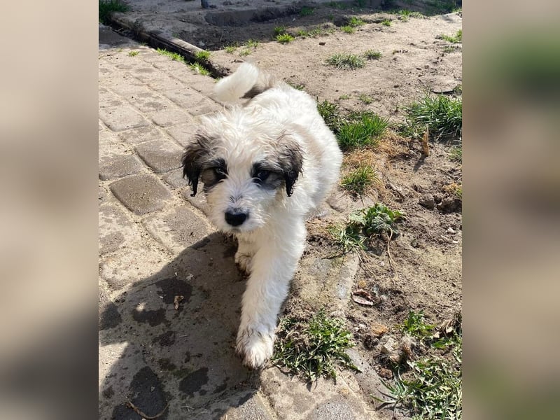 Welpe BALU sucht sein Körbchen!