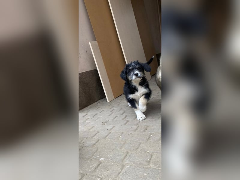 Welpe LINO sucht sein Körbchen!