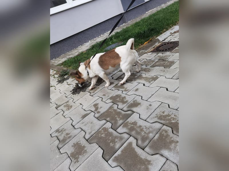 Aktiver COOPER sucht sein Für-immer-Zuhause!