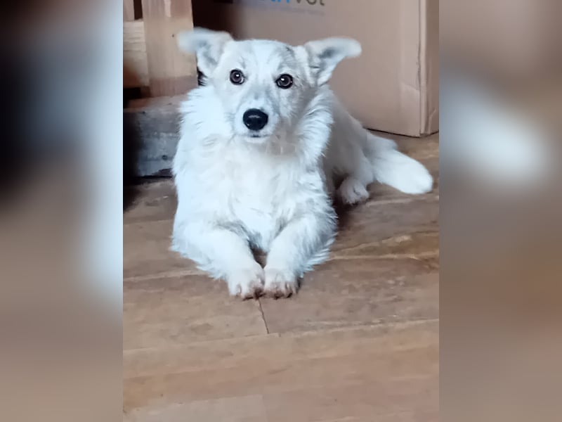 Kleine, weiße FLOCKE sucht ihr Glück!