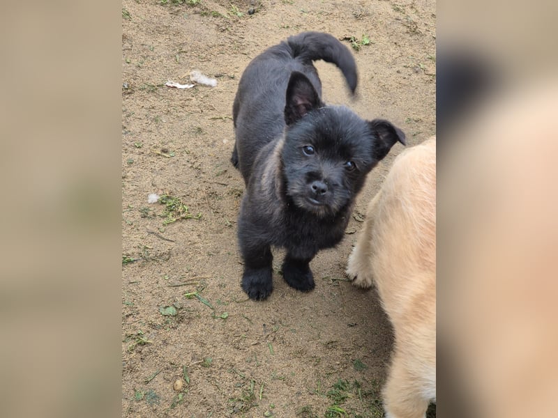Welpendame CHAI braucht ein warmes Körbchen...