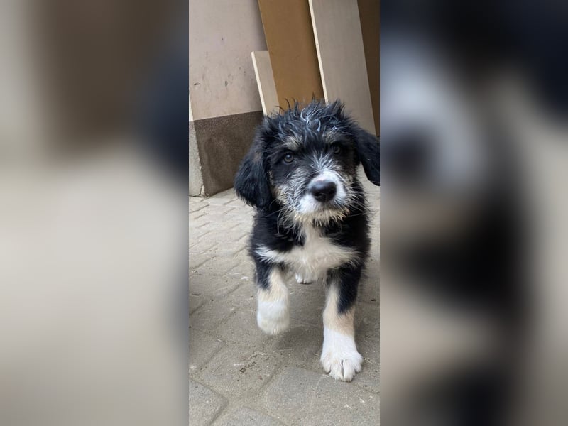 Welpe LINO sucht sein Körbchen!