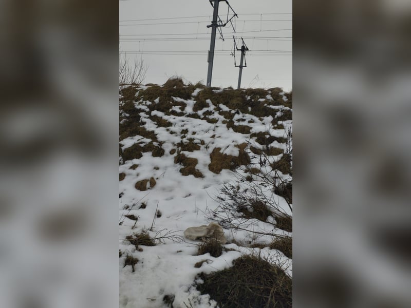 Welpendame SUNNY sucht ihr Körbchen!