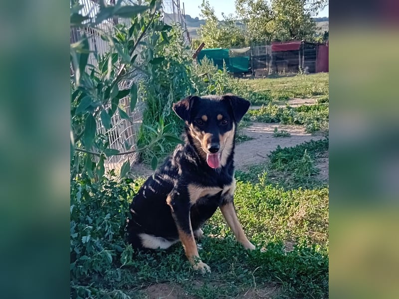 STELA, unser Stern im Shelter wünscht sich eine Familie!