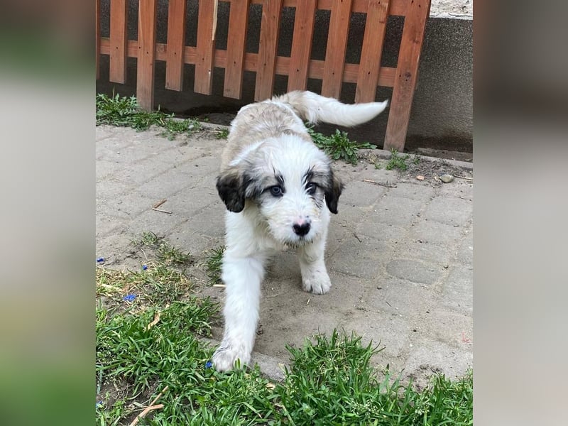 Welpendame SUNNY sucht ihr Körbchen!