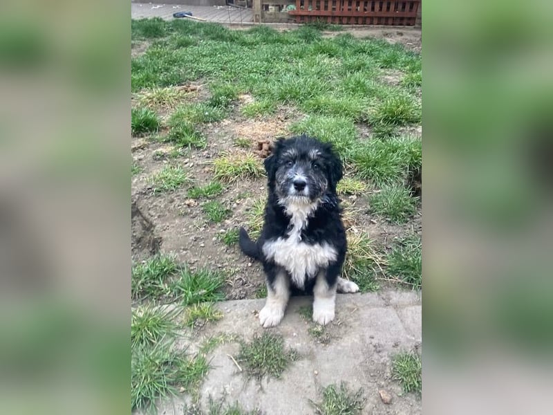 Welpendame LOLLY sucht ihr Körbchen