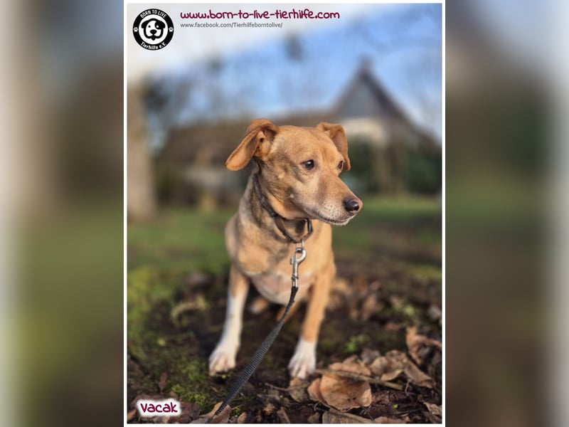 VACAK sucht ein Zuhause