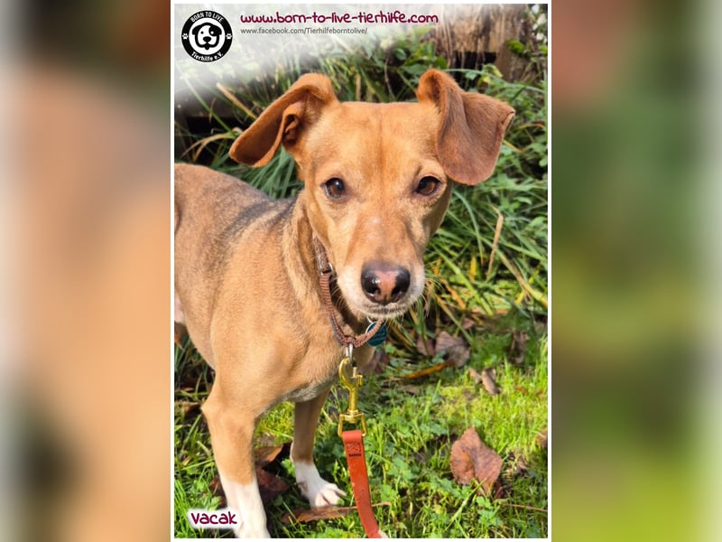 VACAK sucht ein Zuhause