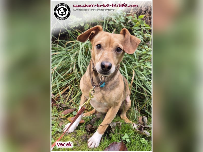 VACAK sucht ein Zuhause