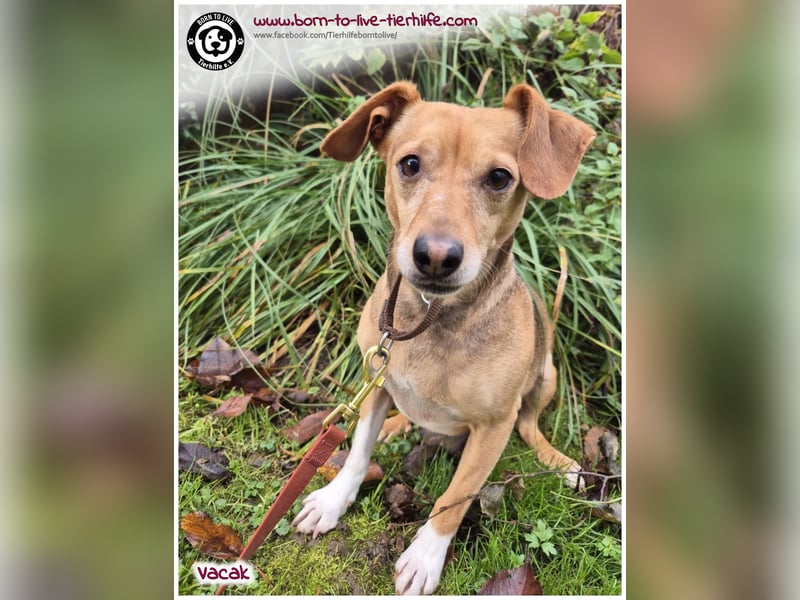 VACAK sucht ein Zuhause