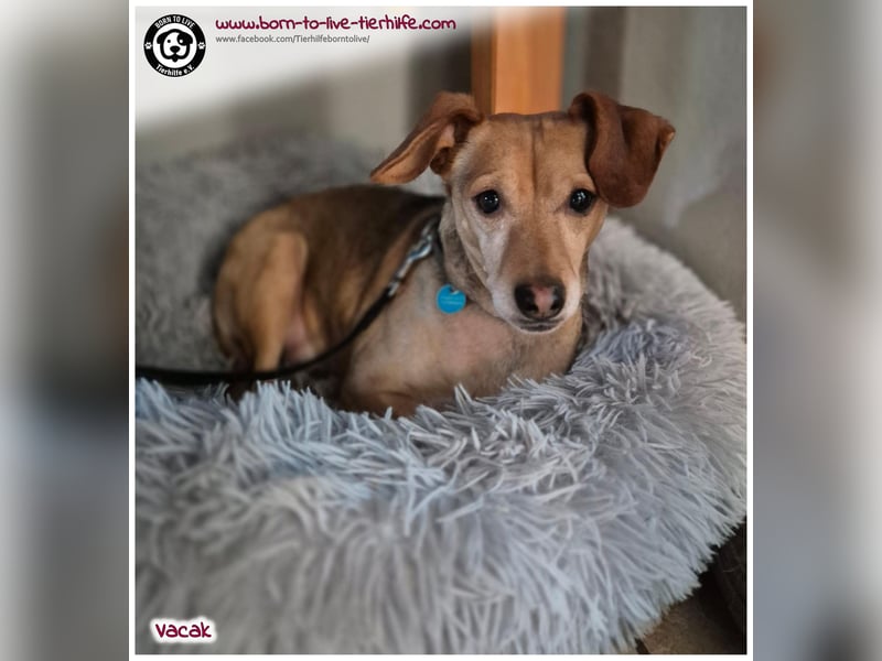 VACAK sucht ein Zuhause