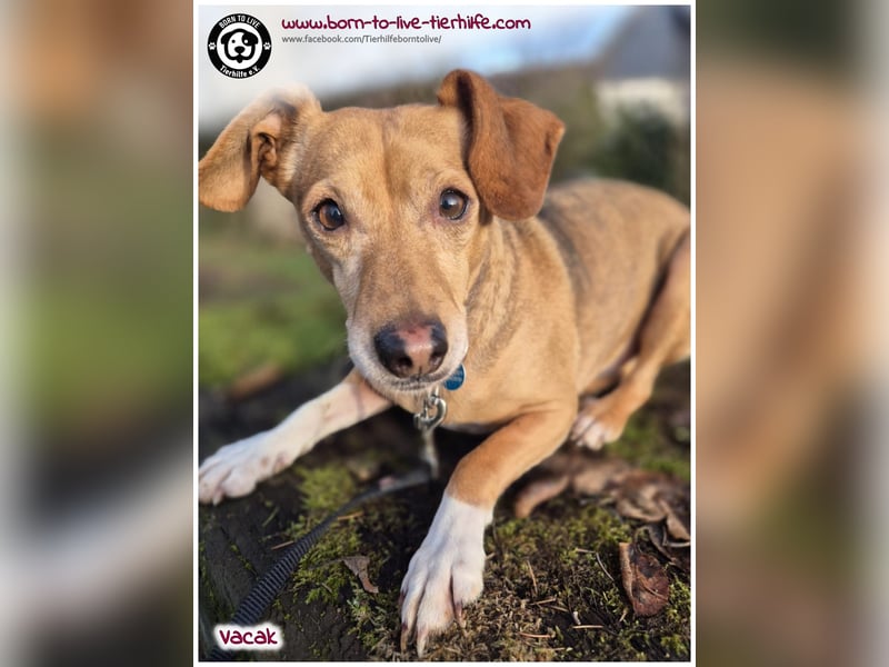 VACAK sucht ein Zuhause