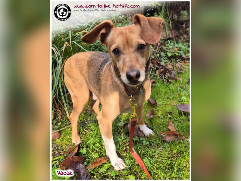 VACAK sucht ein Zuhause