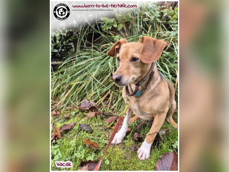 VACAK sucht ein Zuhause