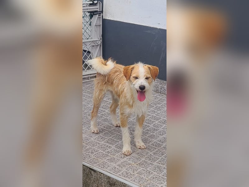Junghund sucht Traum zu Hause