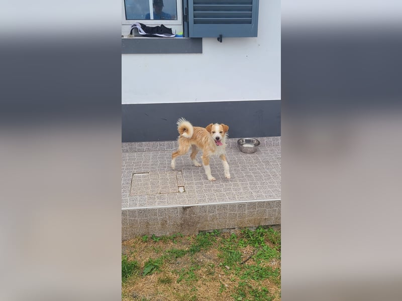 Junghund sucht Traum zu Hause