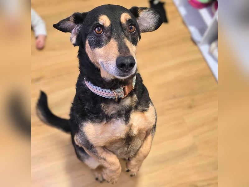 Freddy - ist sehr verkuschelt