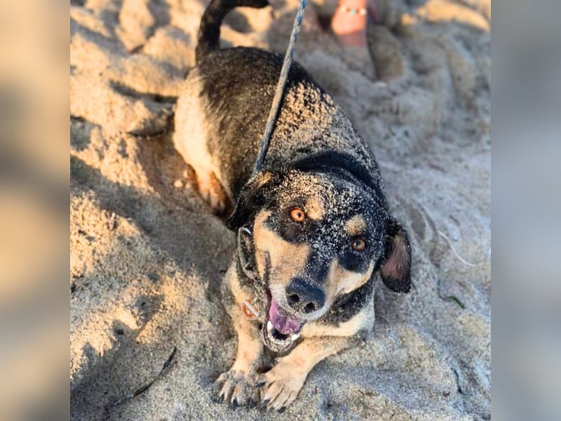 Freddy - ist sehr verkuschelt