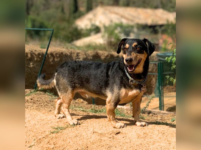 Freddy - ist sehr verkuschelt