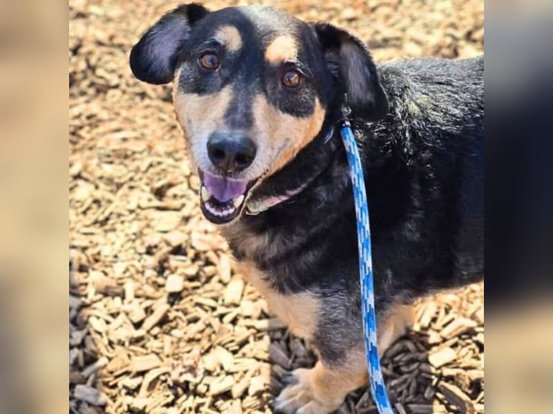 Freddy - ist sehr verkuschelt