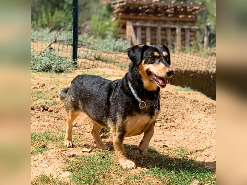 Freddy - ist sehr verkuschelt