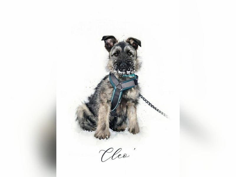 Süße Cleo ca 35-40 cm 7 mon. Terrier mix