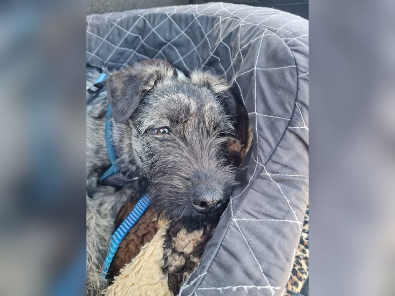 Süße Cleo ca 35-40 cm 7 mon. Terrier mix