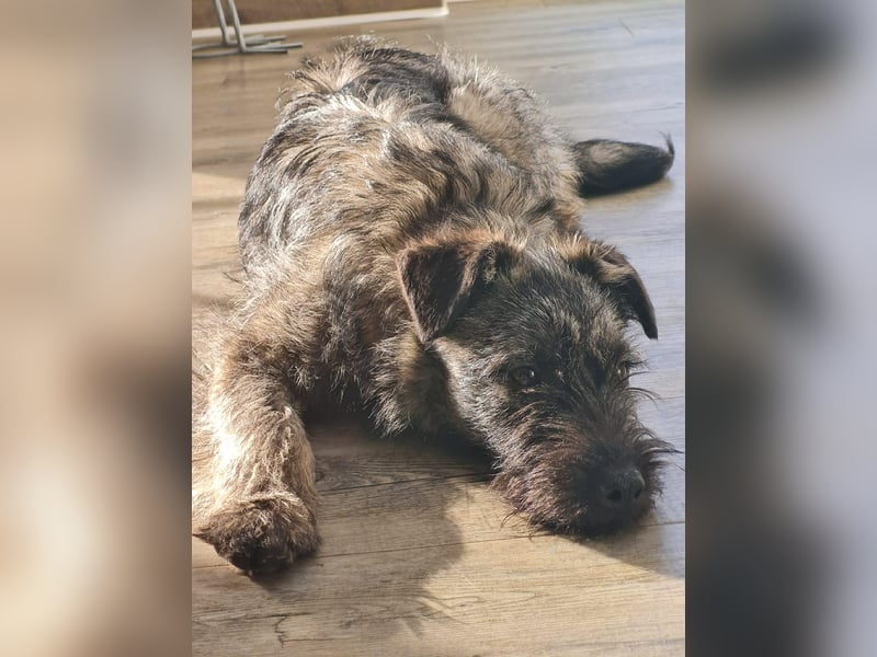 Süße Cleo ca 35-40 cm 7 mon. Terrier mix