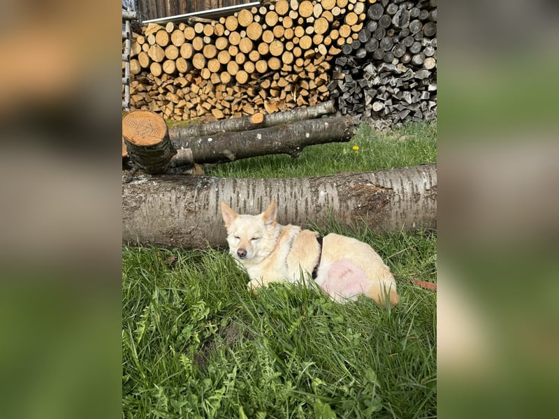 Aldo süßer Hunde-Opa 30 cm 10-11 Jahre