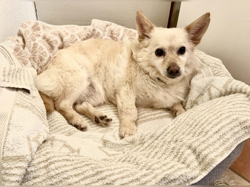 Aldo süßer Hunde-Opa 30 cm 10-11 Jahre