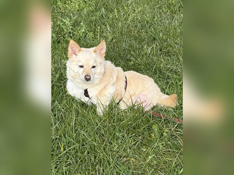 Aldo süßer Hunde-Opa 30 cm 10-11 Jahre